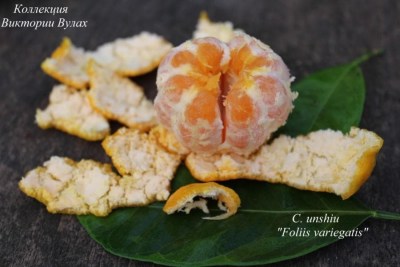 C. unshiu Foliis variegatis3 - 
